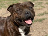 Of Suprême Staffy'S
