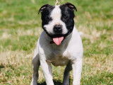 Of Suprême Staffy'S