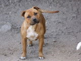 Of Suprême Staffy'S