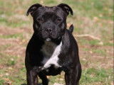 Of Suprême Staffy'S