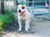Of Suprême Staffy'S
