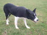 Cwmbob Sheepdog