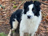 Cwmbob Sheepdog