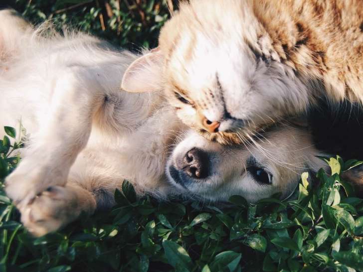 So-Animaux
