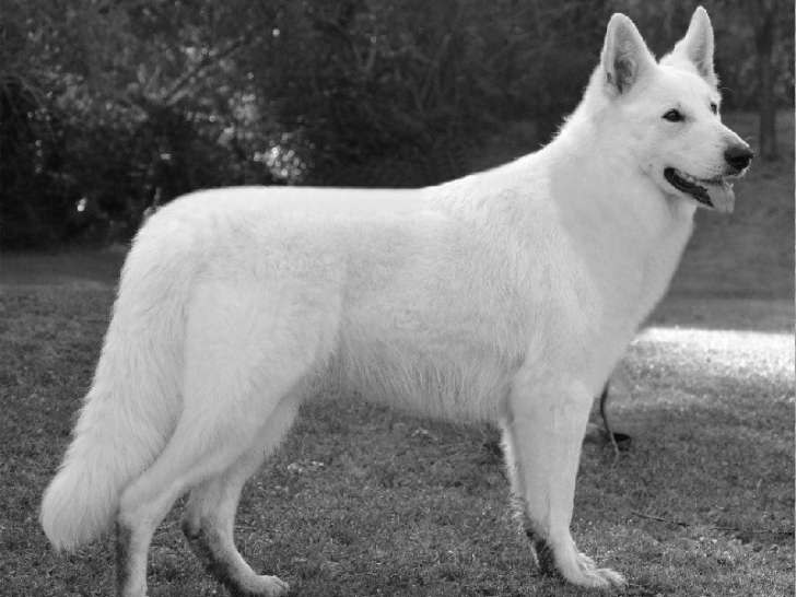 Lords Of The White Shepherd