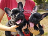 Les Petits Bouchons
