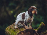 AnimOsmose