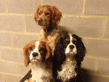 Dog’s Factory