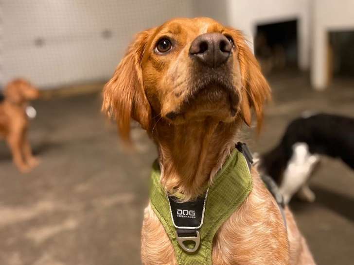 Dog’s Factory