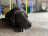 Dog’s Factory