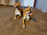 Dog’s Factory