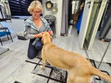 L'éducateur et la jolie chienne créole