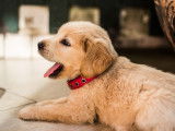 Accueil du chiot / chien