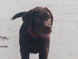 Un chiot heureux