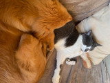 Faire cohabiter chien et chat ?