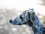 Votre chien est ado ? on va gérer ensemble