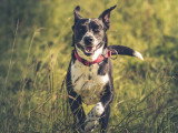 Happy Dog Education