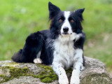 Happy Dog Education
