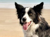 Happy Dog Education