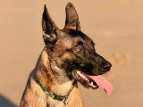 Happy Dog Education