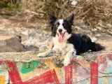 Happy Dog Education
