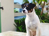 Happy Dog Education