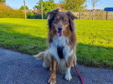 Happy Dog Education