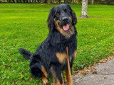 Happy Dog Education