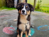Happy Dog Education
