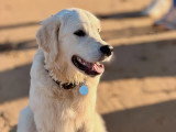 Happy Dog Education