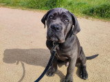 Happy Dog Education