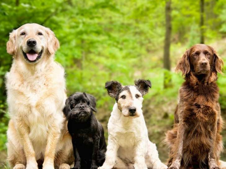 Clinique vétérinaire l'Avenir