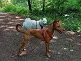 Chemin Canin