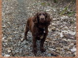 Chemin Canin