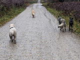 Chemin Canin