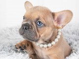Sweet Bullies