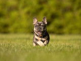 Sweet Bullies