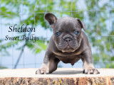 Sweet Bullies