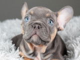 Sweet Bullies