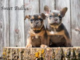 Sweet Bullies