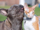 Sweet Bullies