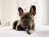 Sweet Bullies