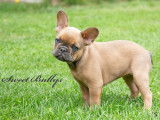 Sweet Bullies