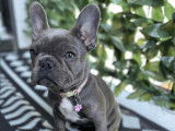 Bouledogues Français Blue & exotique du Québec