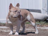 Frenchies du Domaine Olaroc