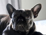 Frenchies du Domaine Olaroc