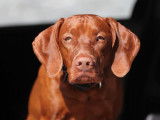Lekka Vizsla