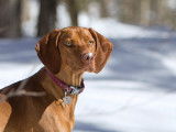 Lekka Vizsla