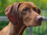 Lekka Vizsla