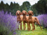 Kihivas Vizslas